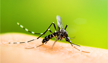 West Nile virus positive mosquitoes found in Halton Region