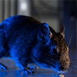 Rat Prevention and Control - Thumbnail