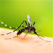 West Nile virus - Thumbnail