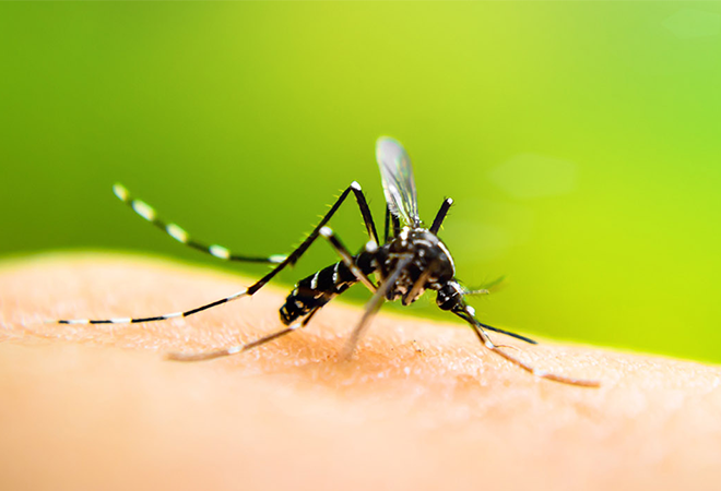 Close up of a Mosquito on hyman skin.